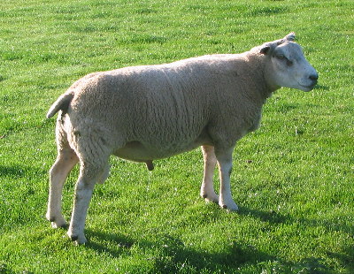 Wilden ram 8810